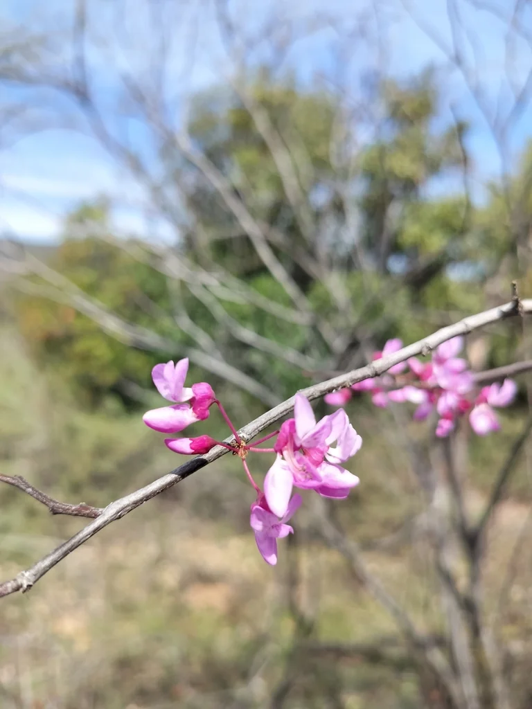 Cercis Occidentalis