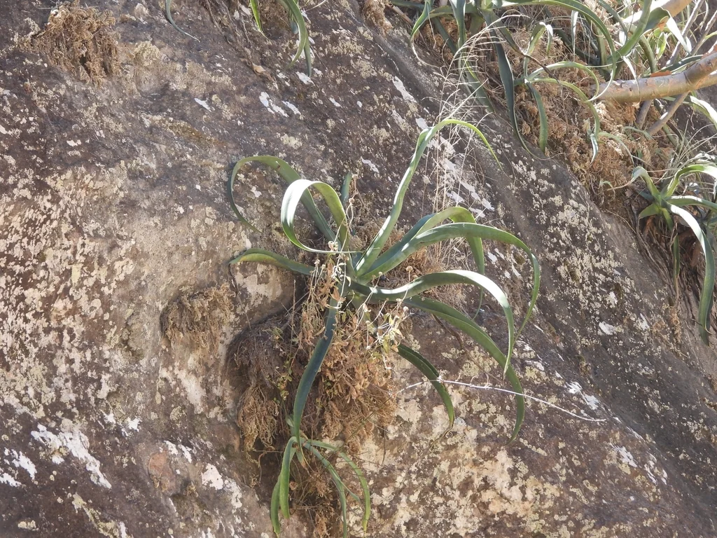 Agave Vilmoriniana