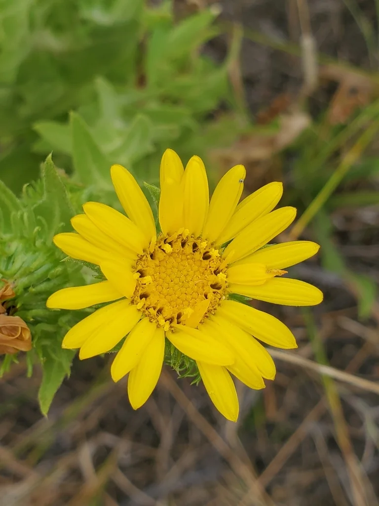 Grindelia Integrifolia