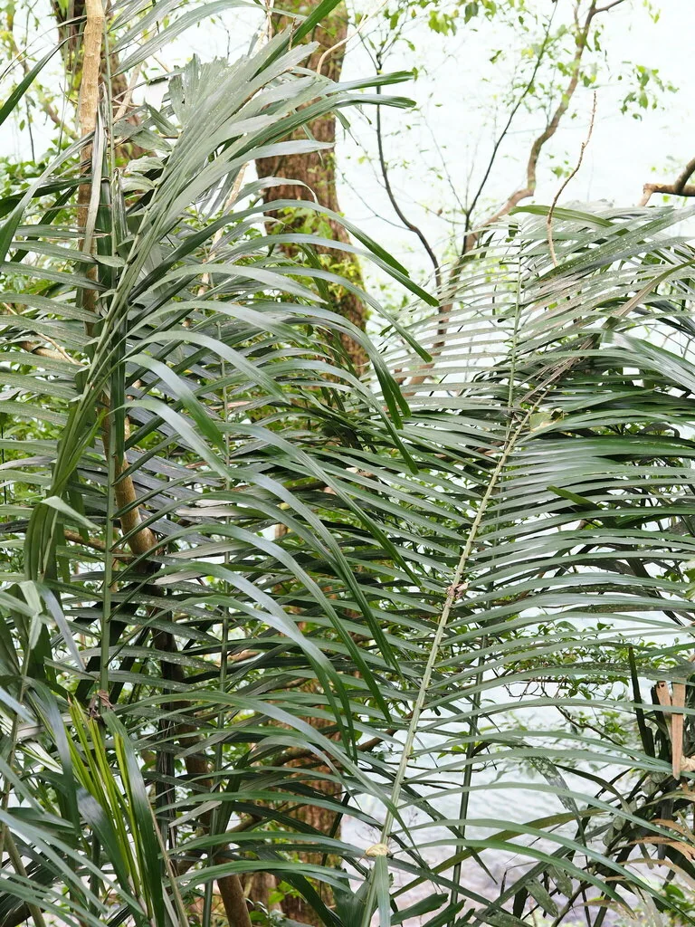Arenga Engleri