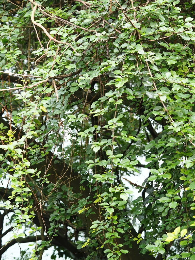 Bougainvillea Spectabilis