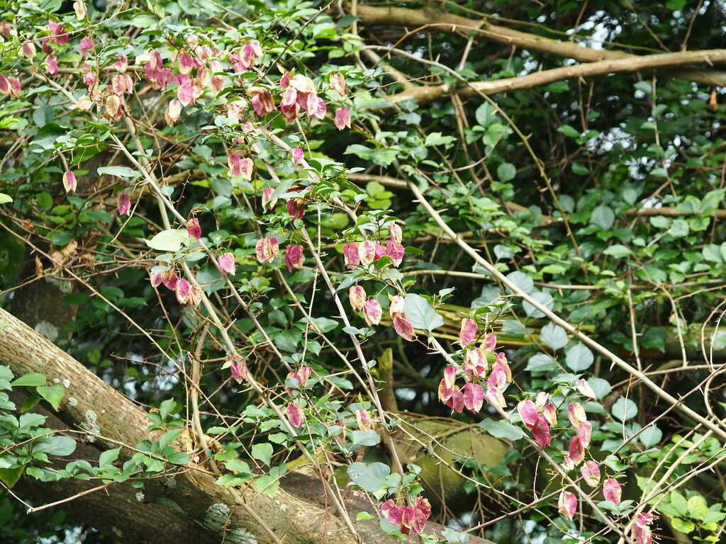 Bougainvillea Spectabilis