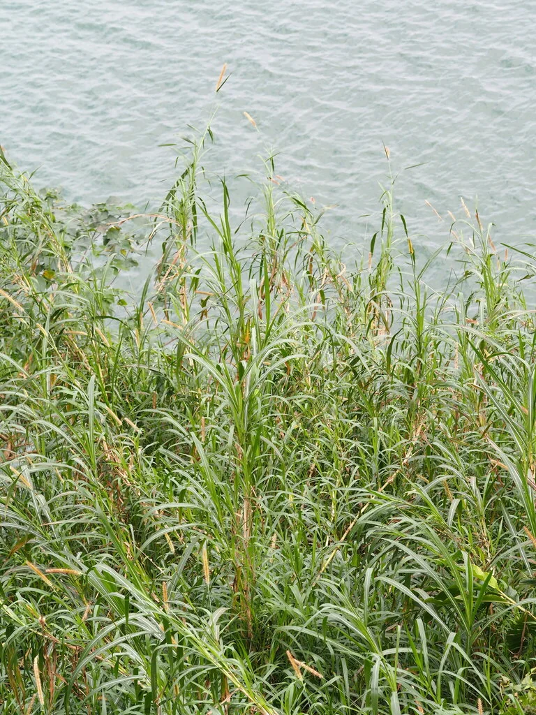 Pennisetum Purpureum