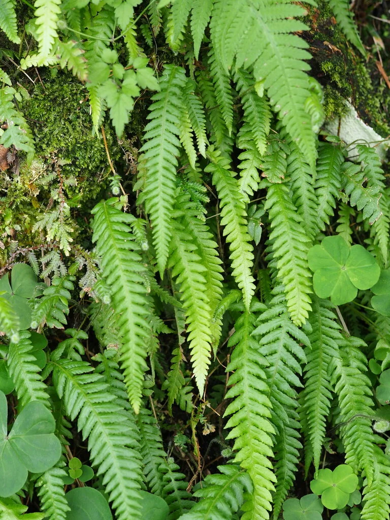 Thelypteris Decursive-Pinnata