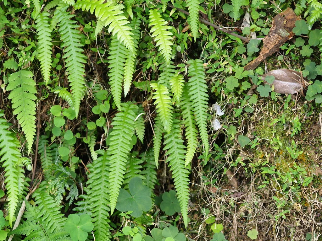 Thelypteris Decursive-Pinnata