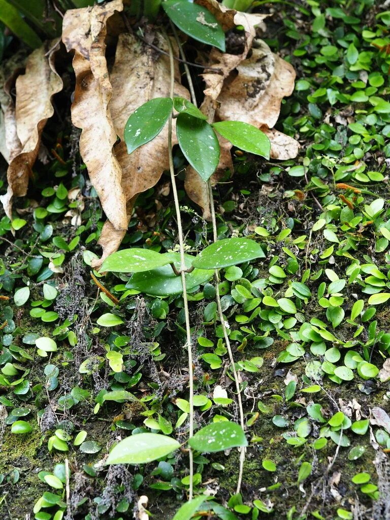 Hoya carnosa