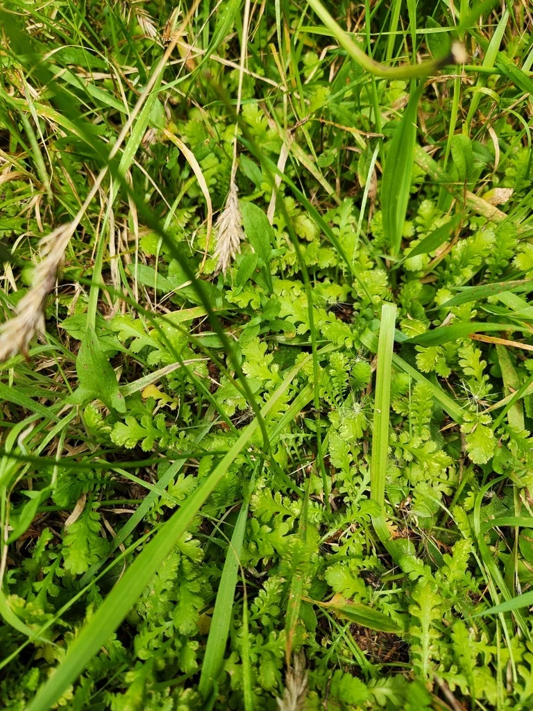 Leptinella Squalida