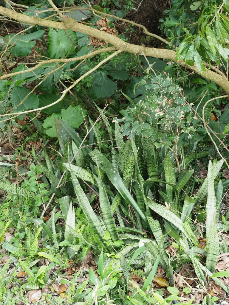 Sansevieria Trifasciata