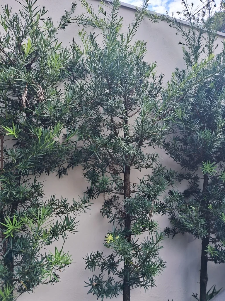 Podocarpus Macrophyllus