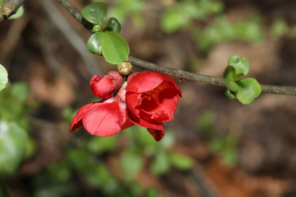 Chaenomeles speciosa