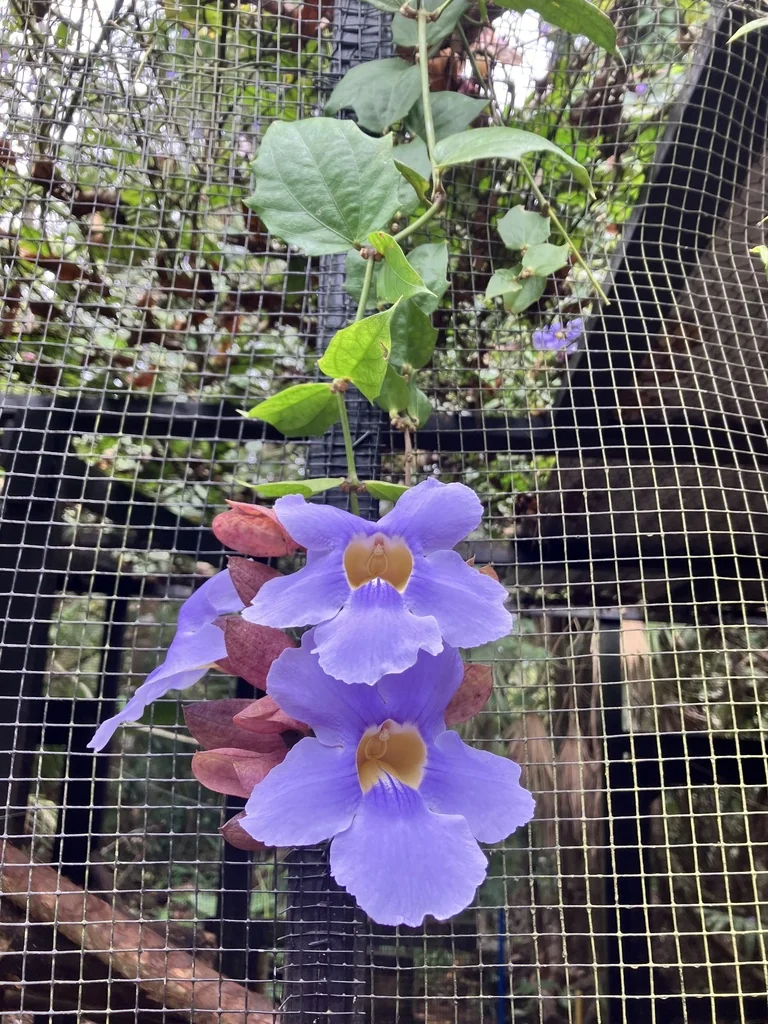 Thunbergia Grandiflora