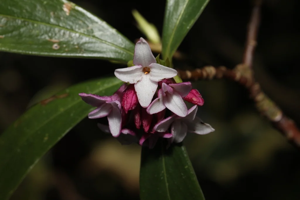 Daphne Odora