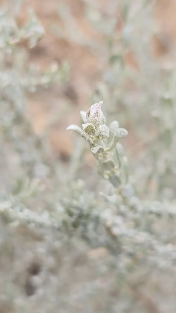 Atriplex Polycarpa