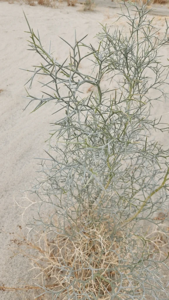 Psorothamnus Spinosus