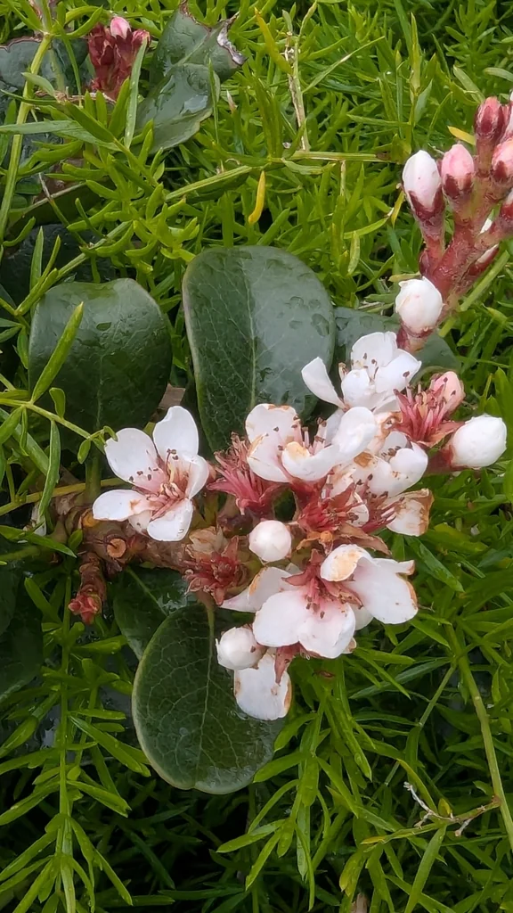 Rhaphiolepis Umbellata