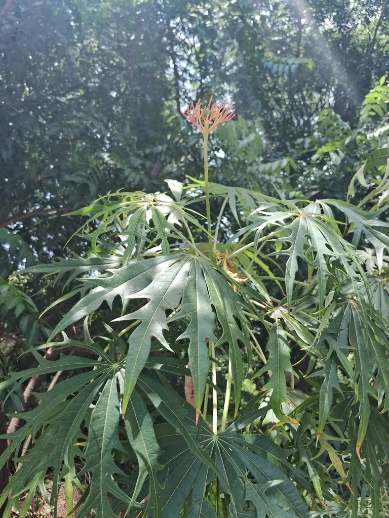 Jatropha Multifida