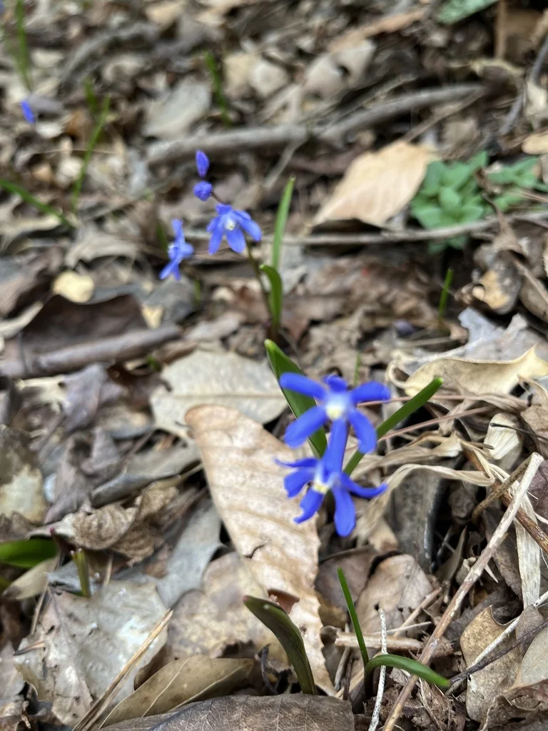 Chionodoxa Forbesii