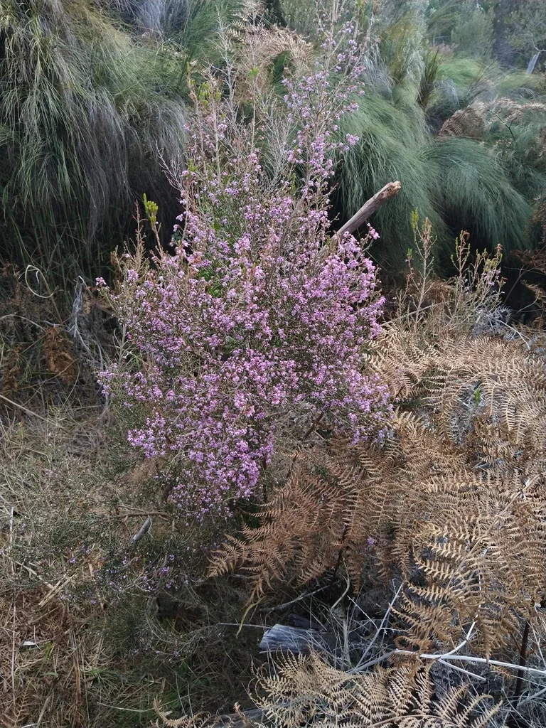 Erica Canaliculata