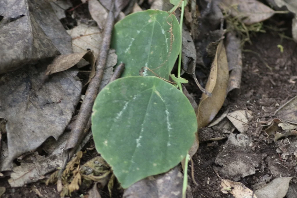 Passiflora Membranacea