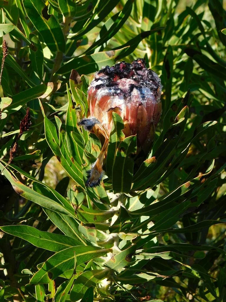 Protea Neriifolia