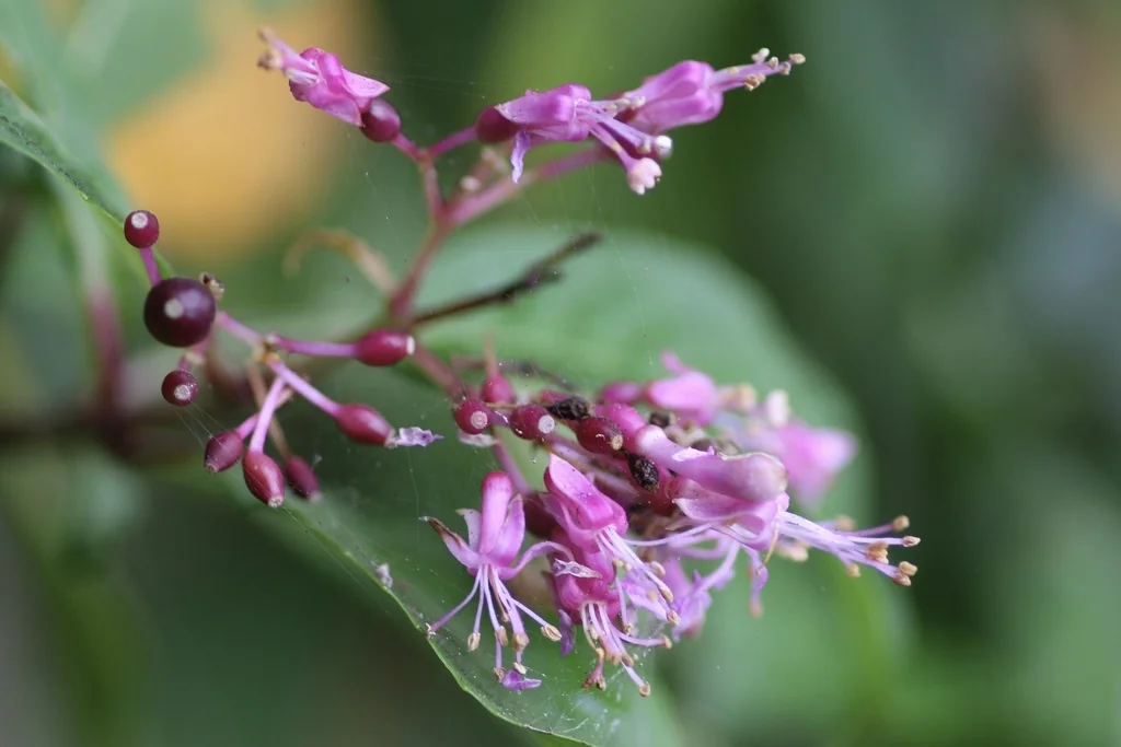 Fuchsia Paniculata