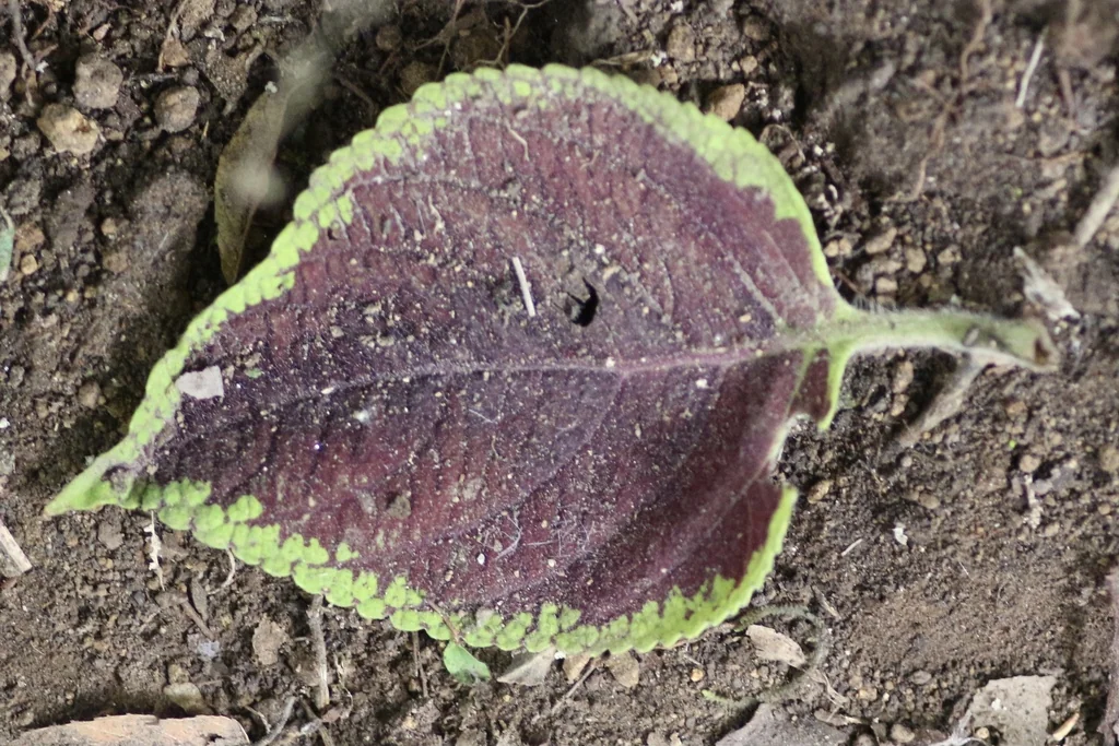 Coleus scutellarioides
