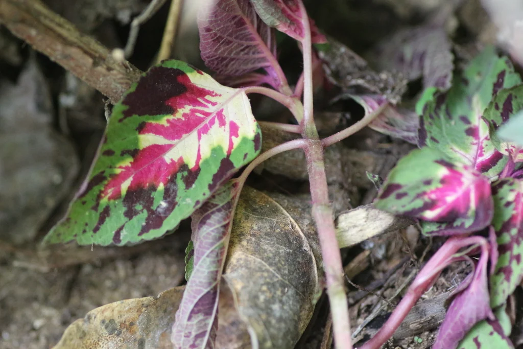 Coleus scutellarioides