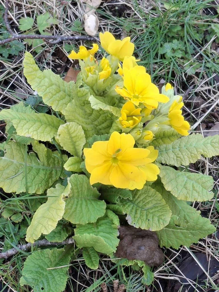 Primula X Polyantha