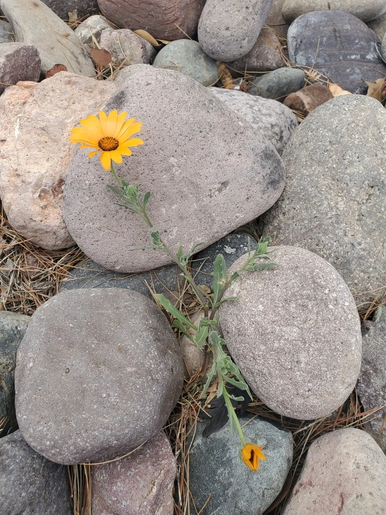 Dimorphotheca Aurantiaca