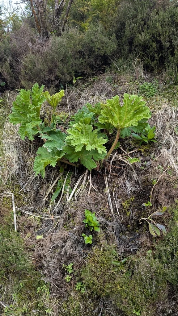 Gunnera Tinctoria