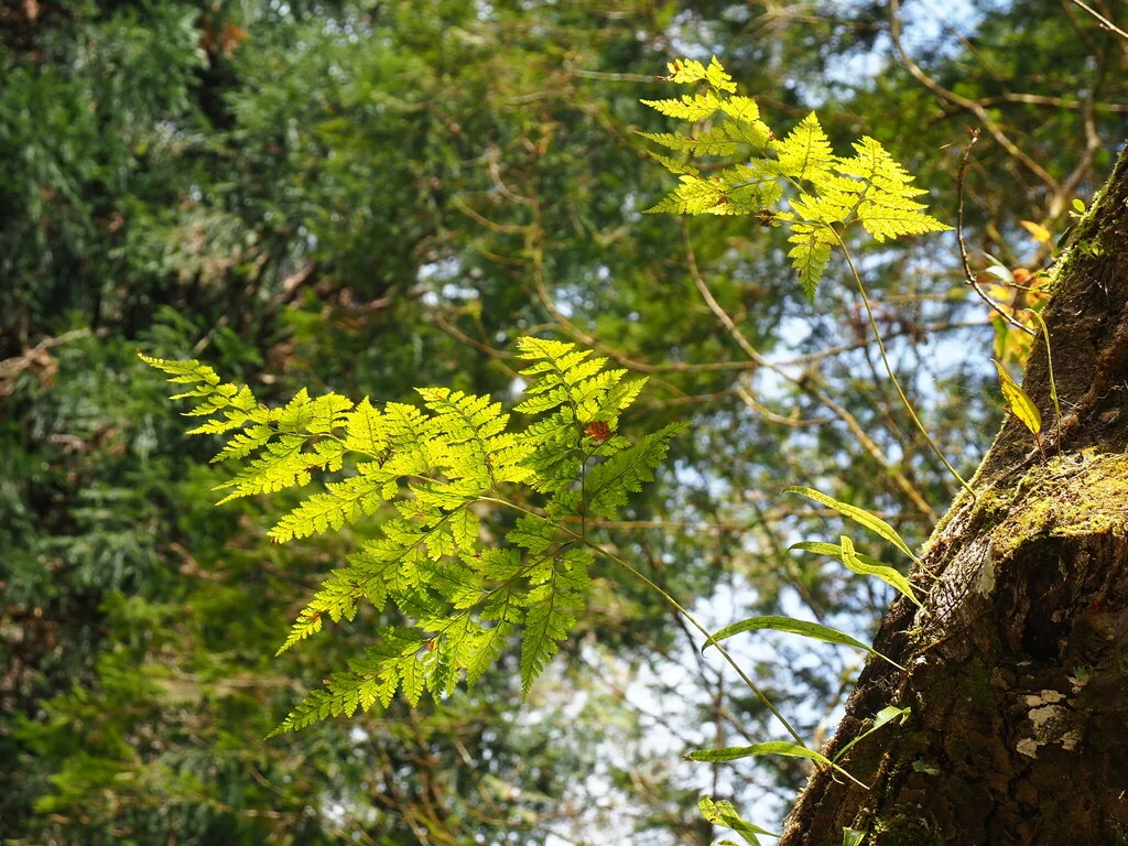 Davallia Trichomanoides