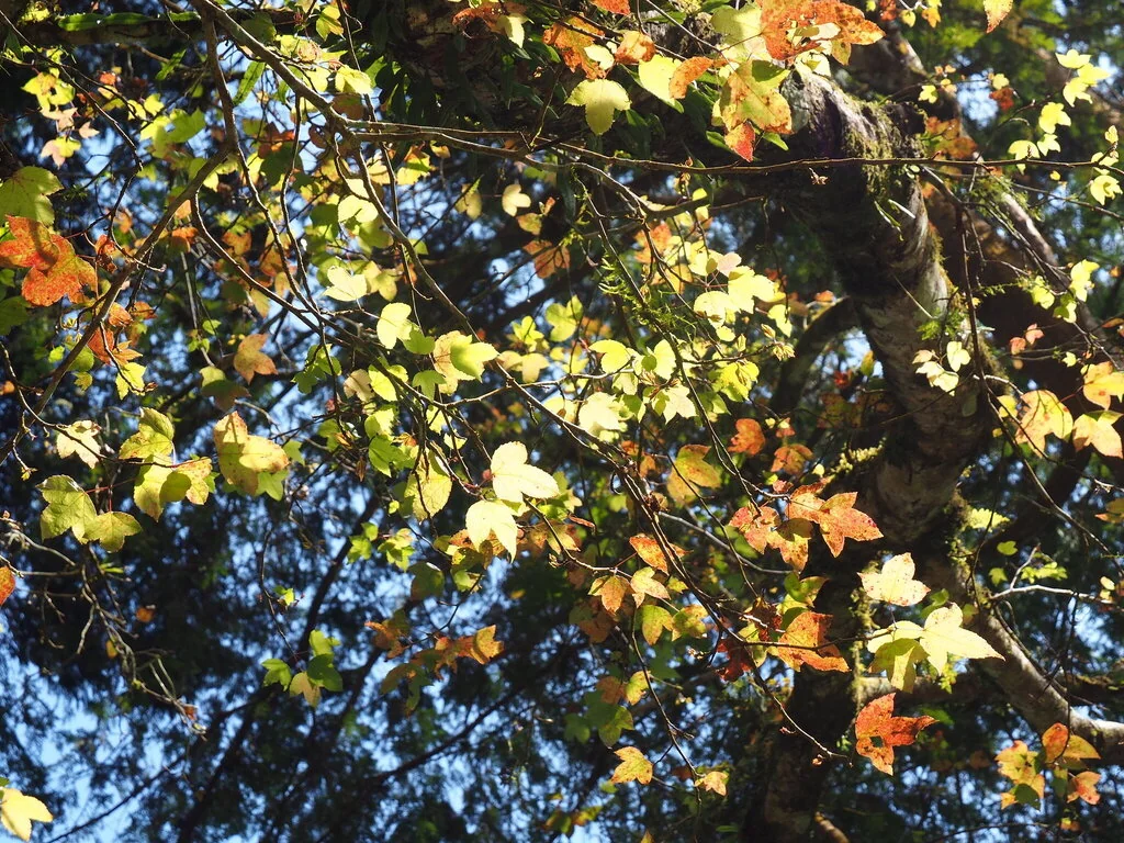 Liquidambar Formosana
