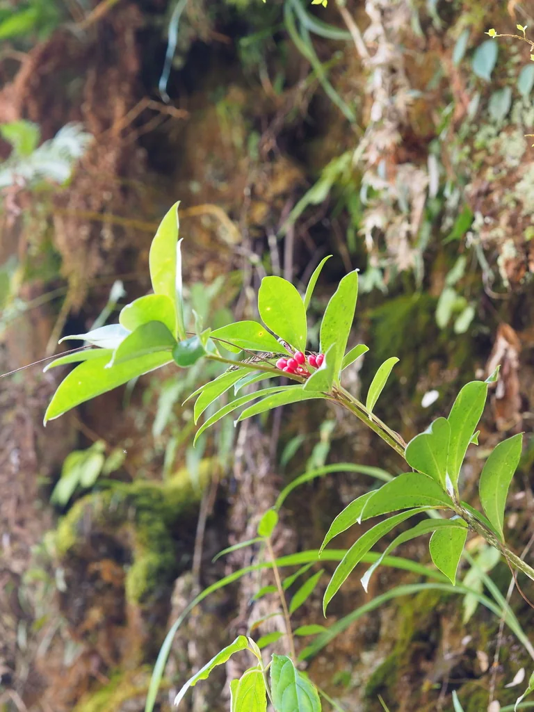 Skimmia Japonica