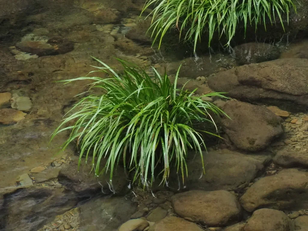 Acorus Gramineus