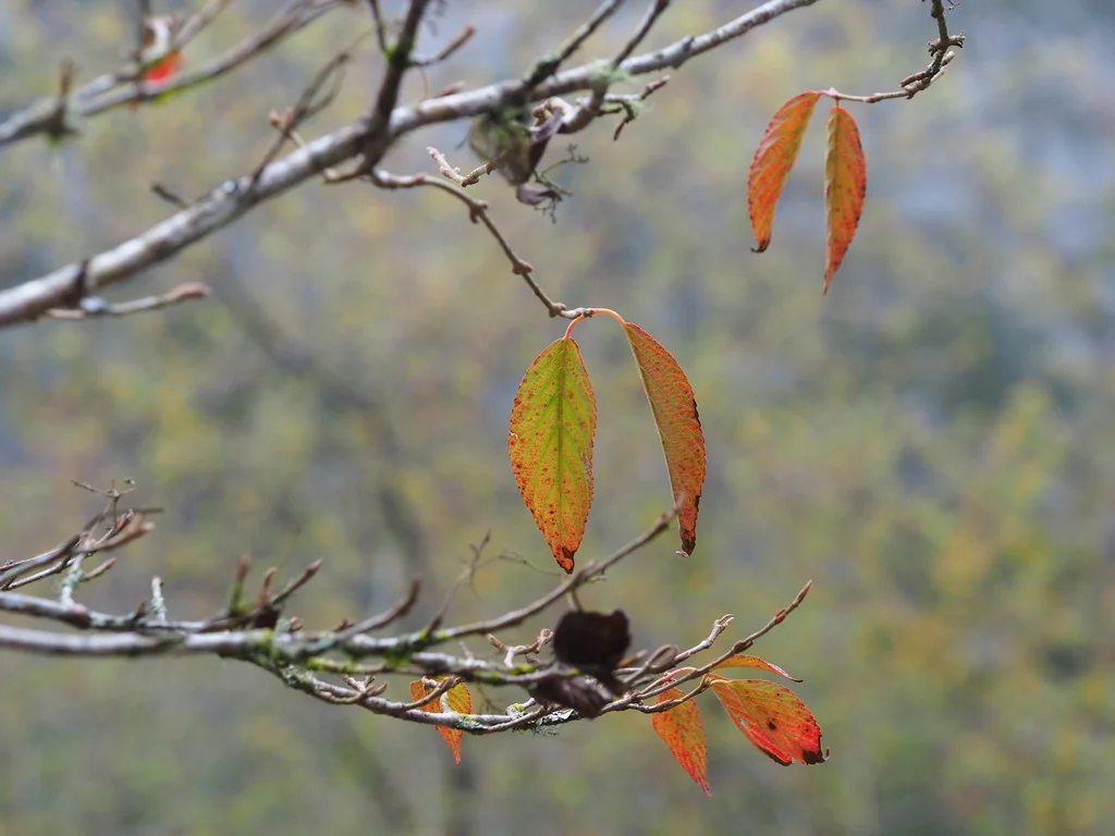 Viburnum Plicatum