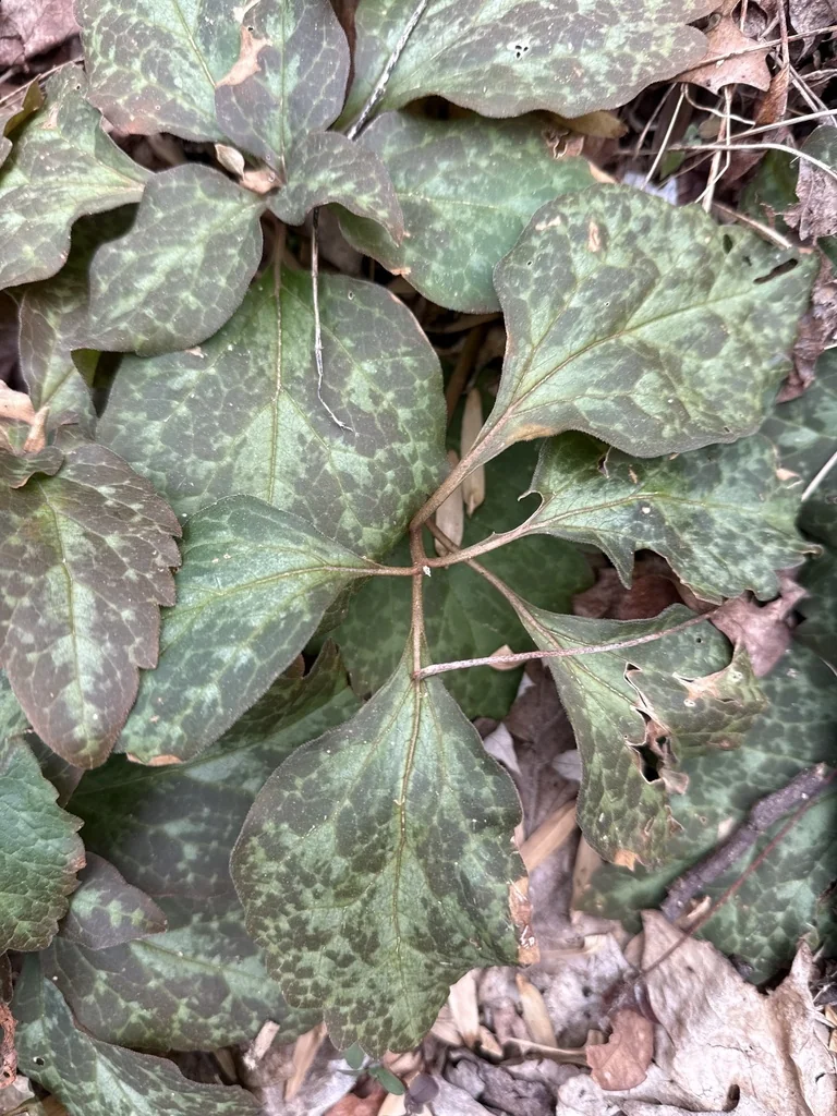 Pachysandra Procumbens