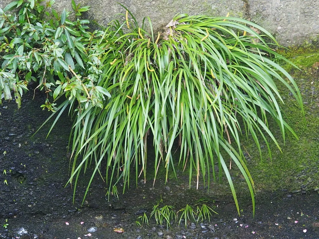 Acorus gramineus
