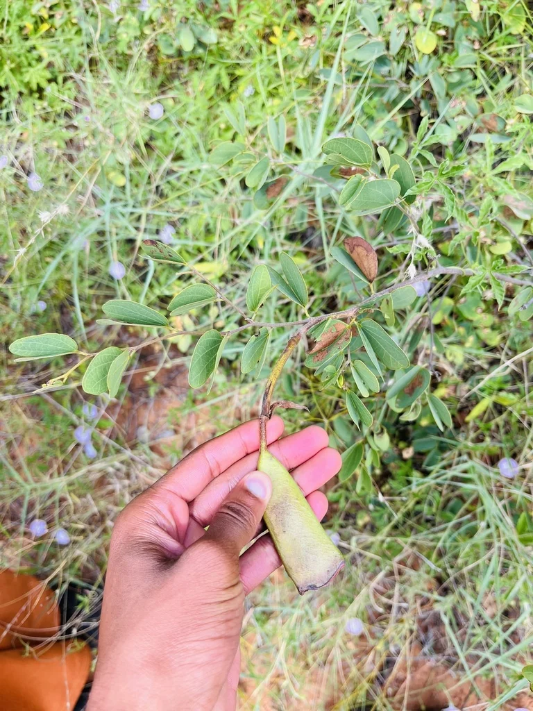 Bauhinia Galpinii