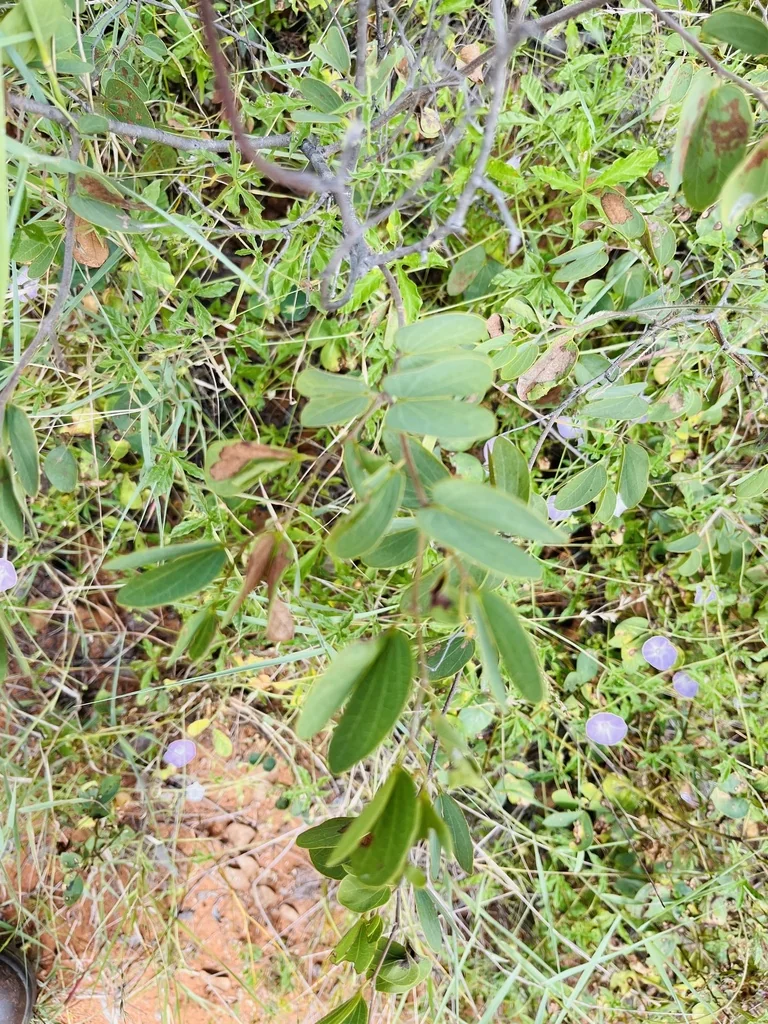 Bauhinia Galpinii