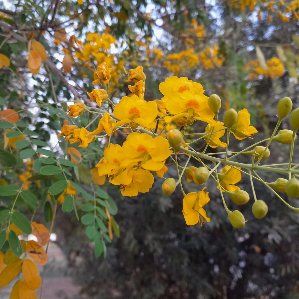 Caesalpinia Mexicana