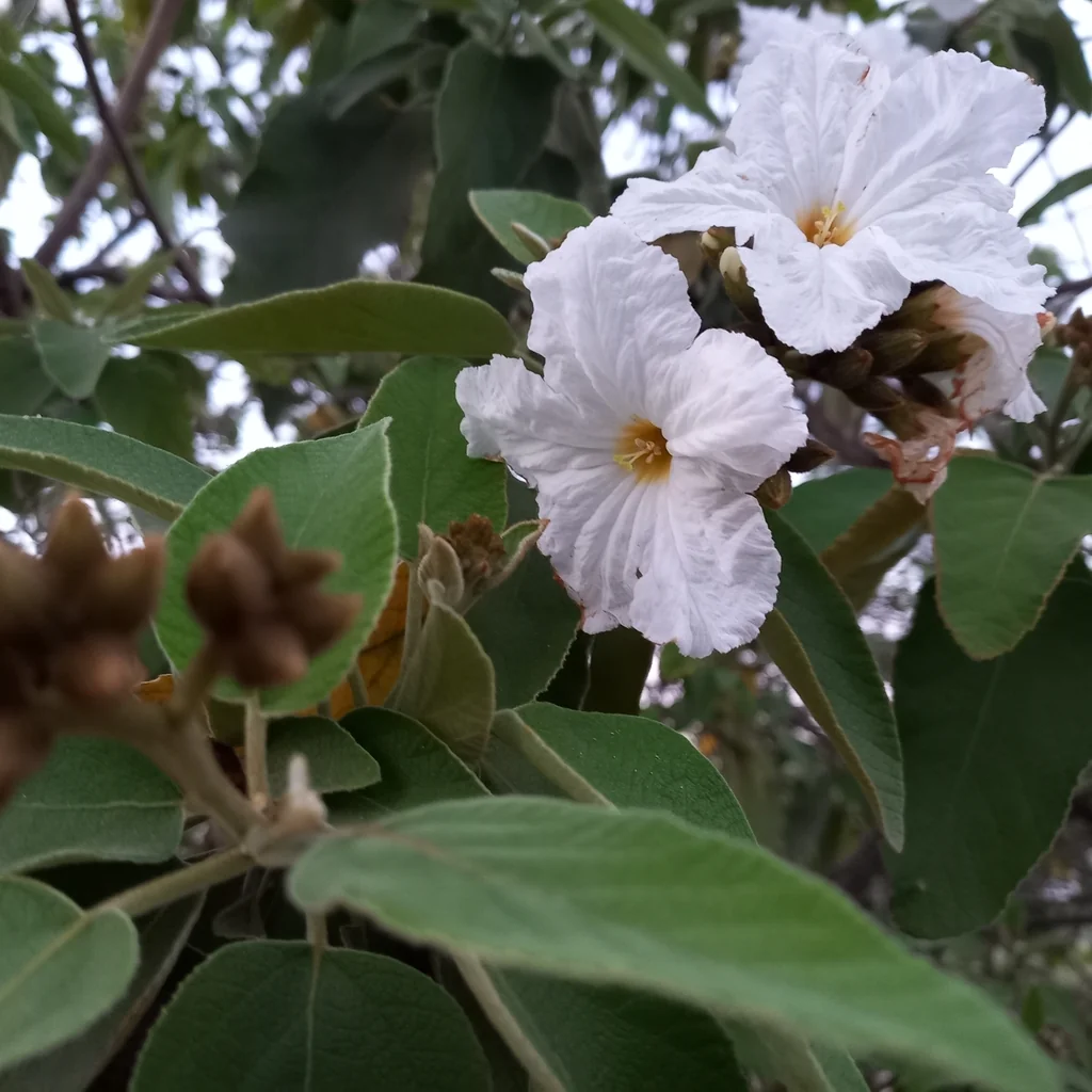 Cordia Boissieri