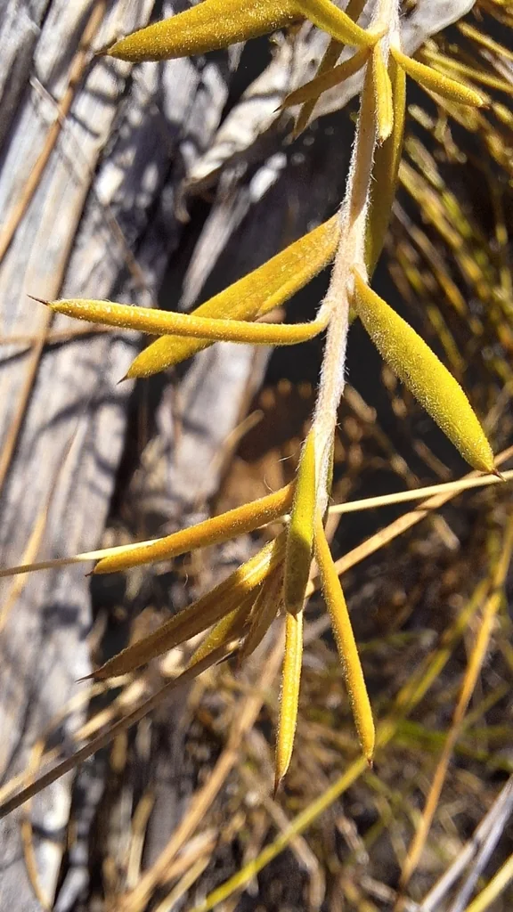 Grevillea Lavandulacea
