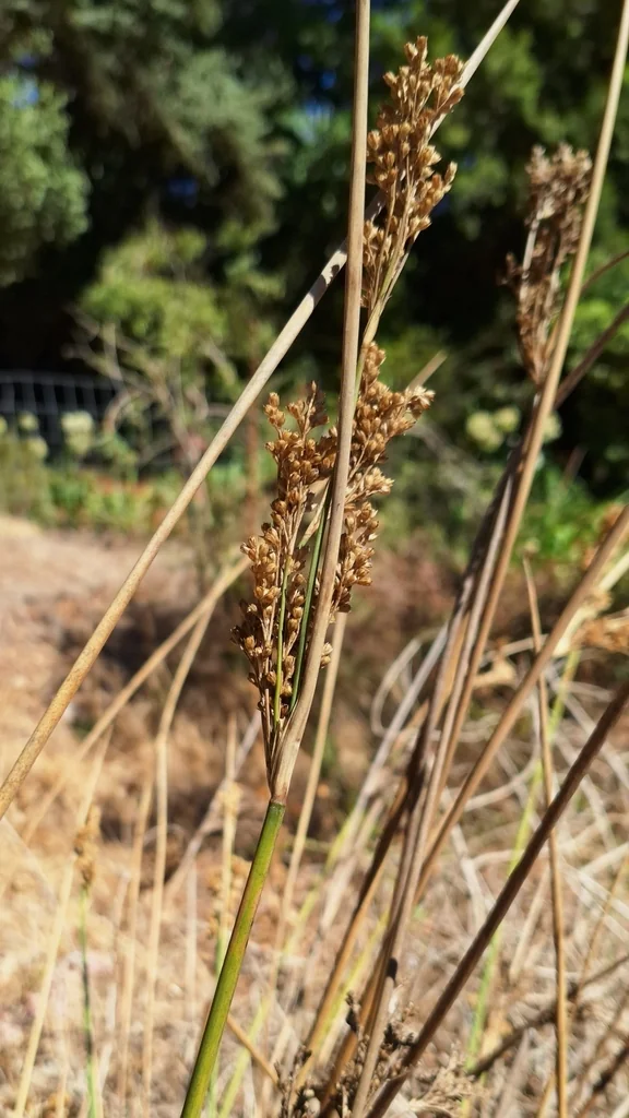 Juncus Pallidus