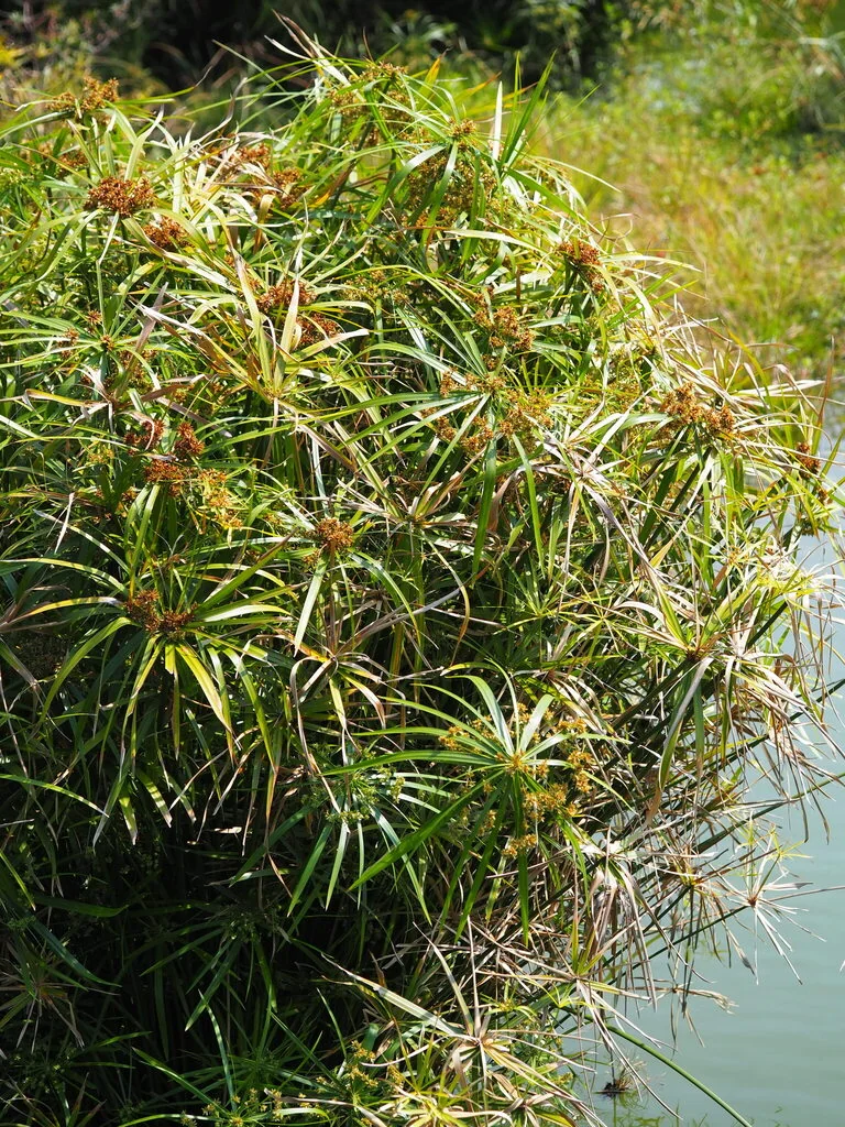 Cyperus involucratus