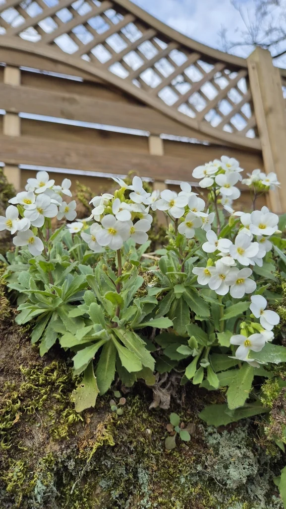 Arabis Caucasica