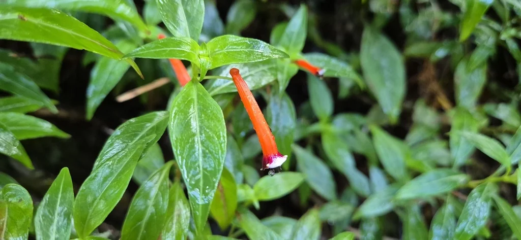 Cuphea ignea