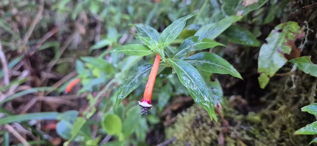 Cuphea ignea