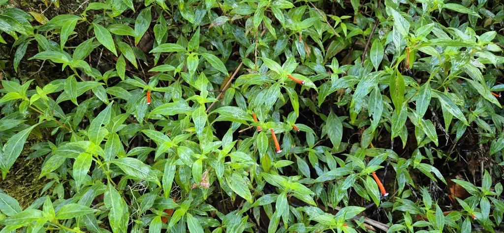 Cuphea ignea