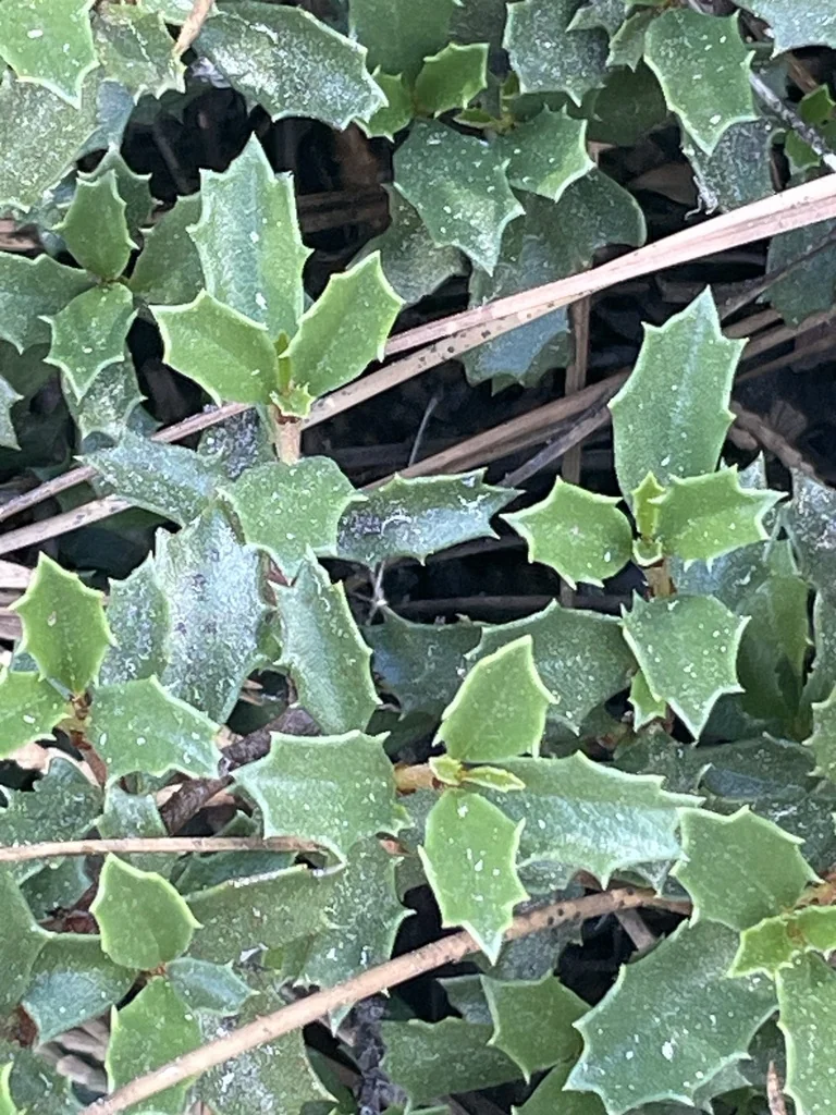 Ceanothus Prostratus