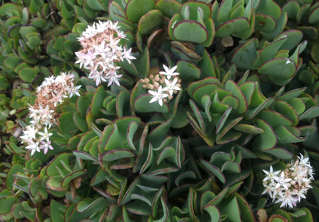 Crassula Arborescens